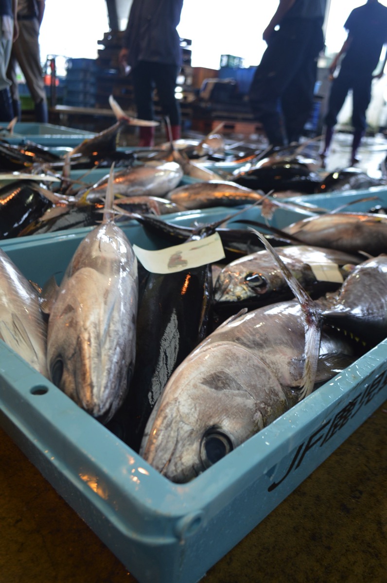 鹿児島市の魚類市場でうまそうな魚だらけのセリの様子を見学できるツアーに参加してきた もちろん食えるぞ Kagoshimaniax カゴシマニアックス