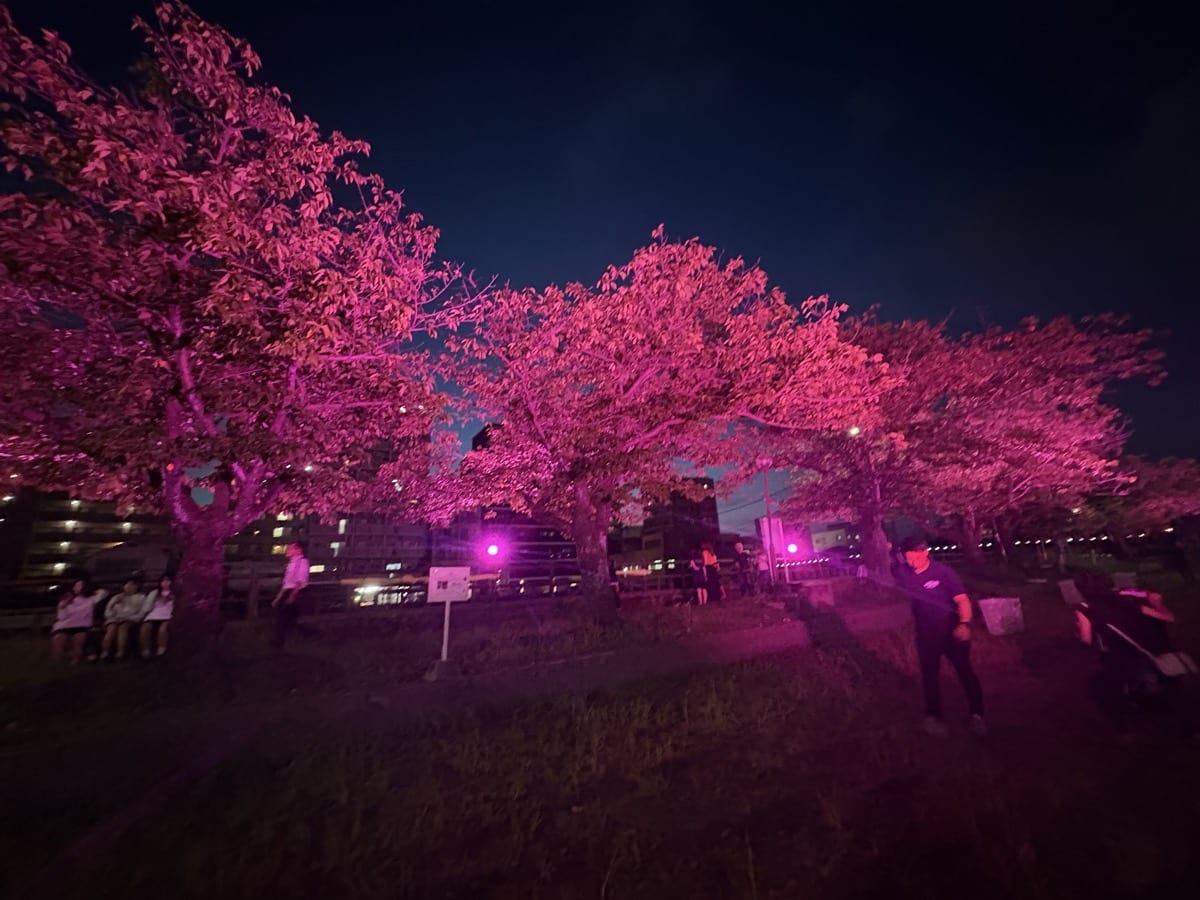 IMG_2511.jpeg 長月桜祭り2025