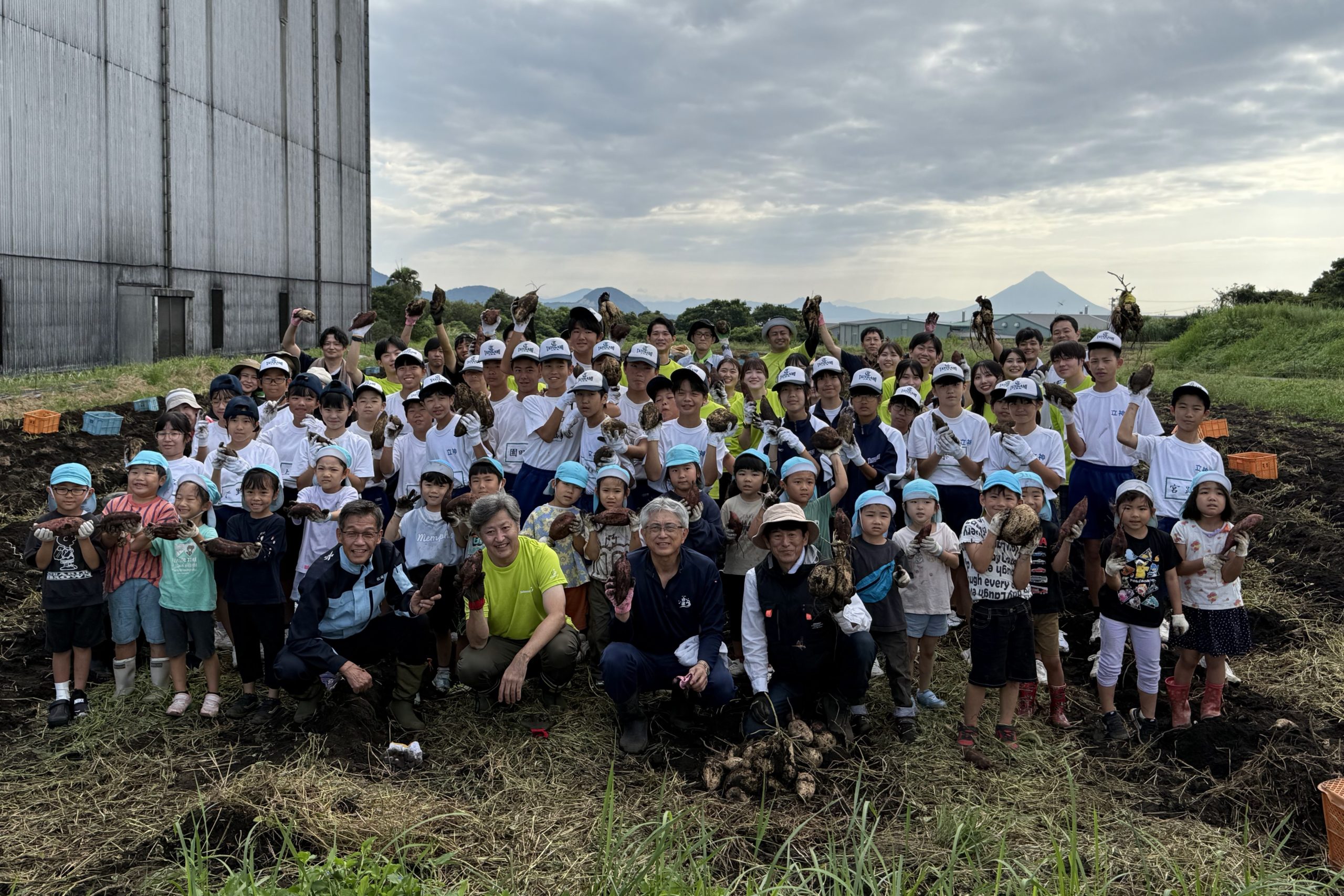 サツマイモ収穫をする大勢の人々