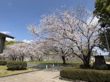 桜が咲く城の庭